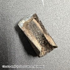 Rodent incisor tooth fossil |