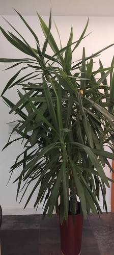 Two large yucca plants - yucca,