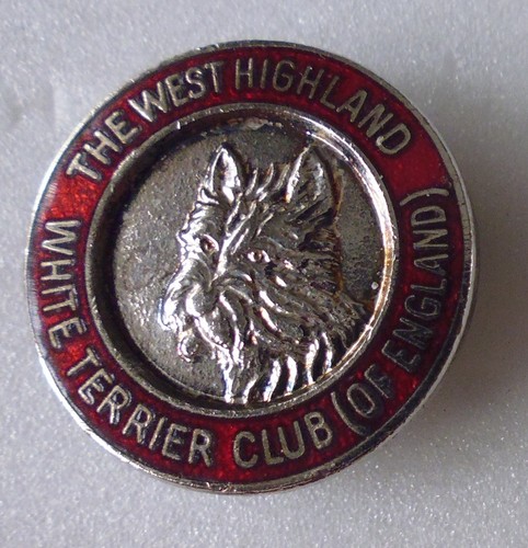 West highland white terrier - highland,