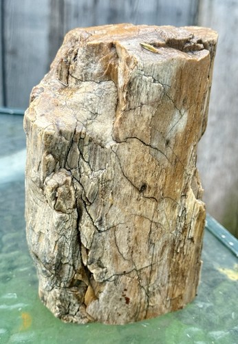 Striking fossil wood rough - fossil, wood~rough