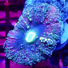 WILD BERRIES RICORDEA YUMA  -