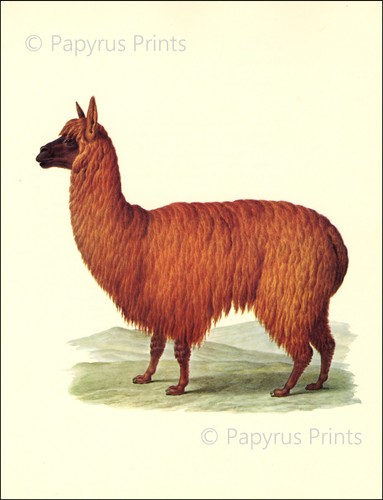 1977 vintage print larousse - vintage,