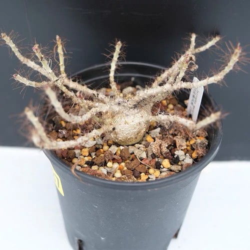 Jatropha marginata rare - marginata,
