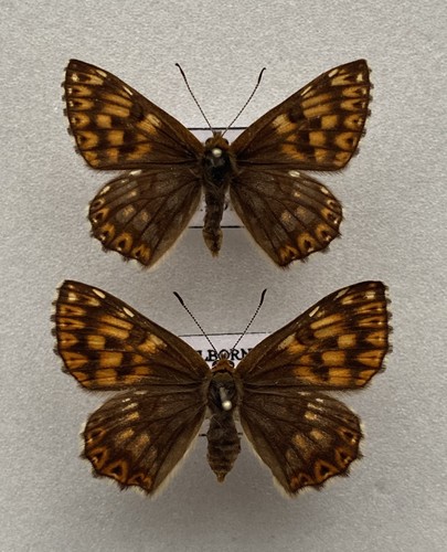 Duke burgundy butterflies a - of,