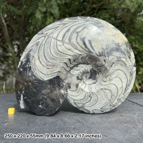 Fossilised goniatite - fossilised,
