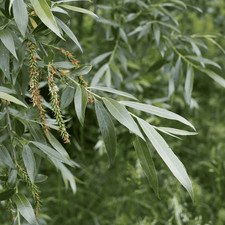 White Willow Salix Alba bare