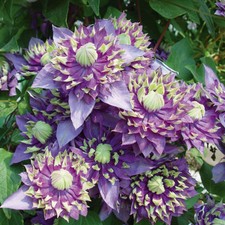 Climbing plant clematis - climbing, plant,