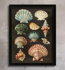 Vintage Seashells Prints Sea