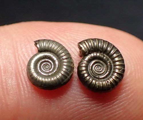 Matched pair tiny - matched, of