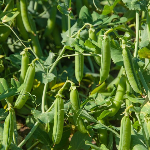 Pea plug plants - 6x, 'early