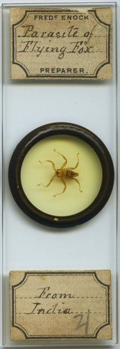 Antique microscope slide enock - microscope,