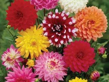 8 x Dahlia Decorative Mixed