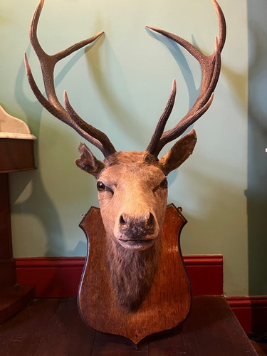 Beautiful victorian taxidermy - victorian,