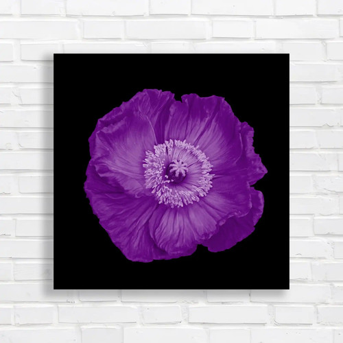 Vibrant orange poppy - orange,