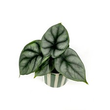 Alocasia  'Silver Dragon' 6cm