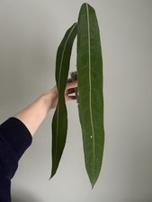 Anthurium pallidiflorum -