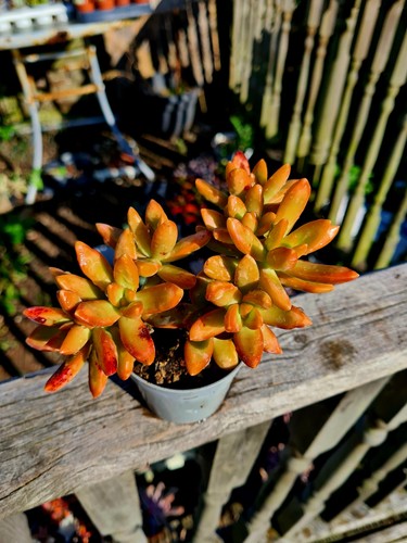 Sedum nussbaumerianum orange - sedum,