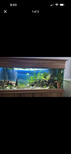 250l glass freshwater fish - 250l,