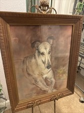 Greyhound Or Whippet
