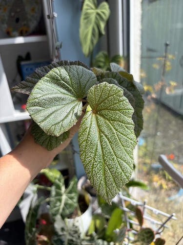 Begonia sinbad 6cm pot - sinbad,