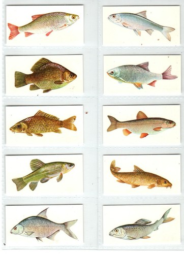 Carreras black cat sport - cat:, fish