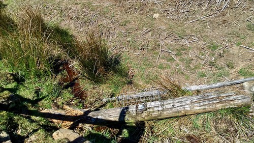 Photo 6x4 fenn trap - trap, cockayne