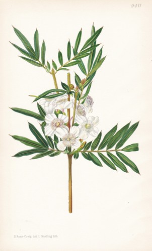 Eucryphia moorei australia - eucryphia,