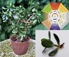 Rooted JADE MONEY PLANT Wealth