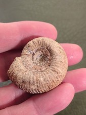 Fossil Ammonite