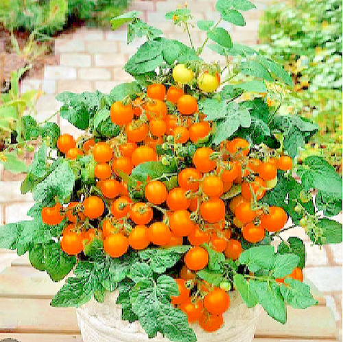 Russian cherry tomato seeds - russian,