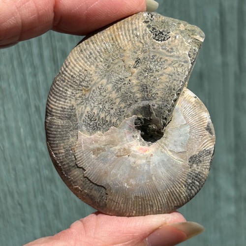 Ammonite fossil - ammonite, (f6)