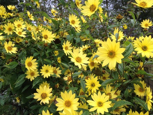 Helianthus lemon queen 9cm - helianthus,