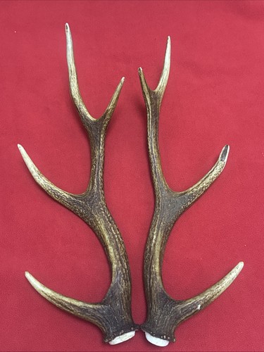 Pair sika deer antlers - of,