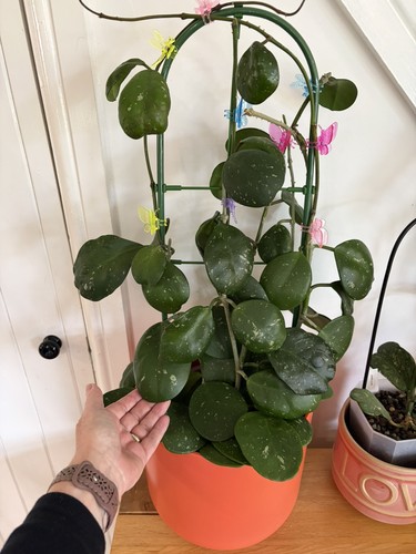Hoya obovata splash - splash, variegated