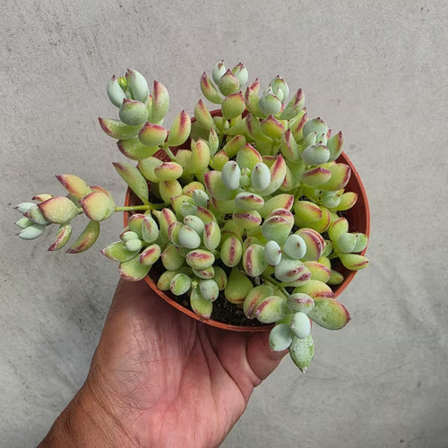 Pot cotyledon pendens - pot,