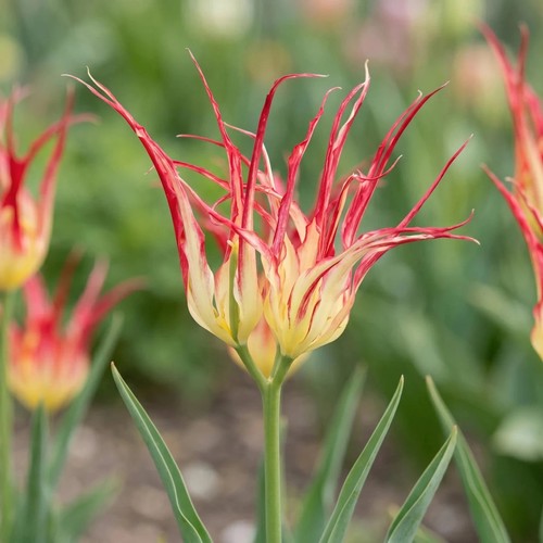 Tulip acuminata horned - 'acuminata', (horned