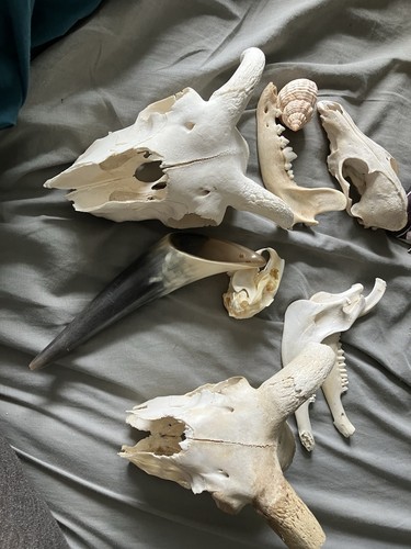 Taxidermy ram bone crafts - bone,