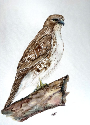 Golden hawk original - golden,