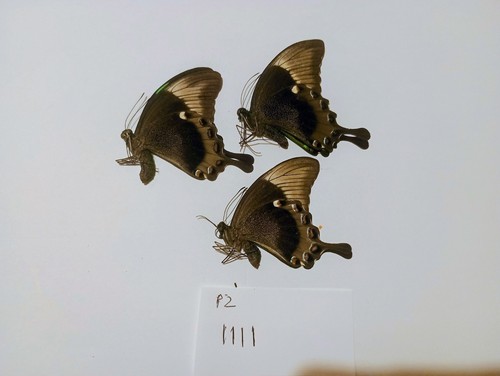 Papilio palinurus males from - palinurus,