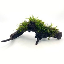 Java moss bogwood 20cm - on, 15-20cm