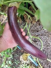 Snake of Mugla Eggplant -