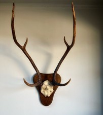 Taxidermy Mounted Indian Axis