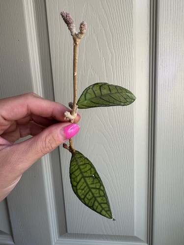 Hoya ut073 unrooted multiple - unrooted,