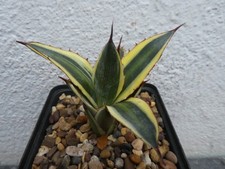 AGAVE LOPANTHA QUADRICOLOR