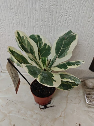 Fiddle leaf fig variegated - fig,