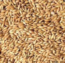 Plain canary seed bucktons - plain,
