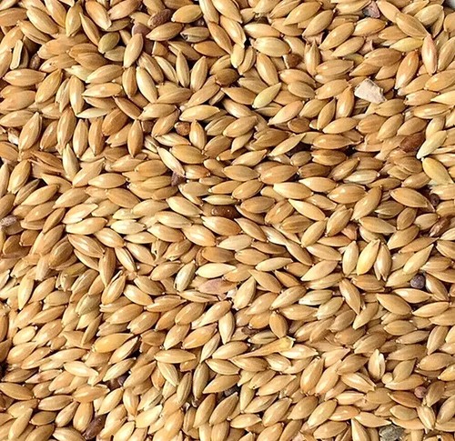 Plain canary seed bucktons - plain,