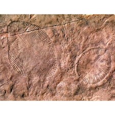SCIENCE PHOTO ARCHEOLOGY DICKINSONIA EDIACARAN BIOTA FOSSIL NEW FINE ART PRINT P