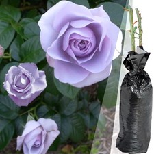 FRAGRANT CLIMBING / BUSH ROSE