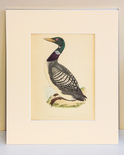 Antique victorian bird print - antique,